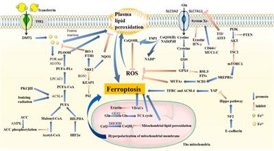 The Mechanisms of Ferroptosis and the Applications in Tumor Treatment: Enemies or Friends?